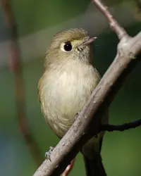 The Hutton's Vireo is a small yellowish bird perched on a branch